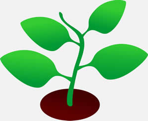 Expert web design services
